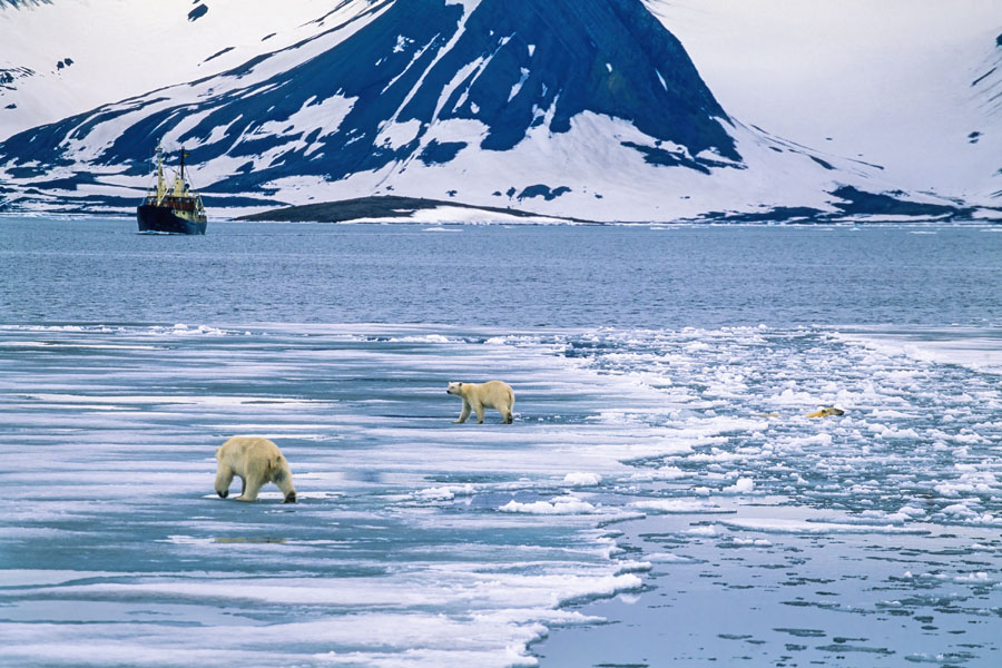 Isbjørner på is med et skip i bakgrunnen